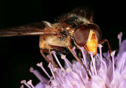 Image of lesser hornet hoverfly