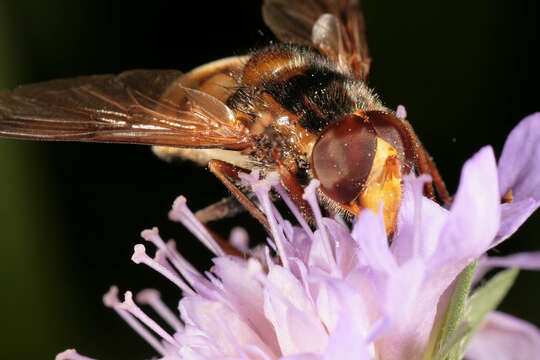 Image of lesser hornet hoverfly