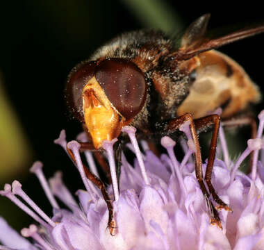 Image of lesser hornet hoverfly