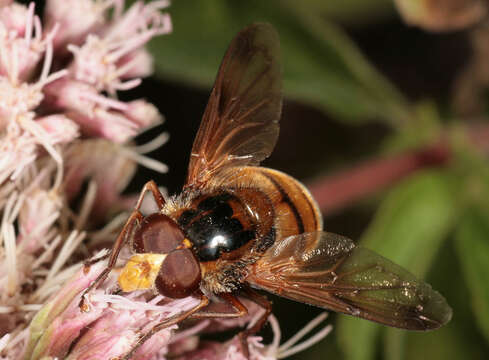 Image of lesser hornet hoverfly