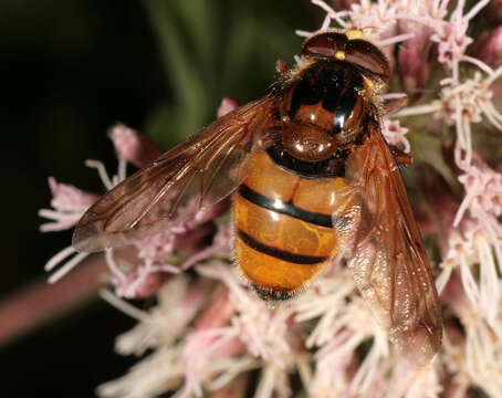 Image of lesser hornet hoverfly