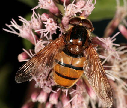 Image of lesser hornet hoverfly