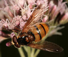 Image of lesser hornet hoverfly