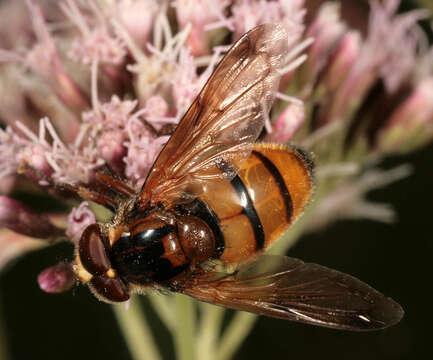 Image of lesser hornet hoverfly