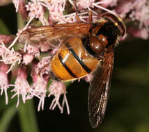 Image of lesser hornet hoverfly