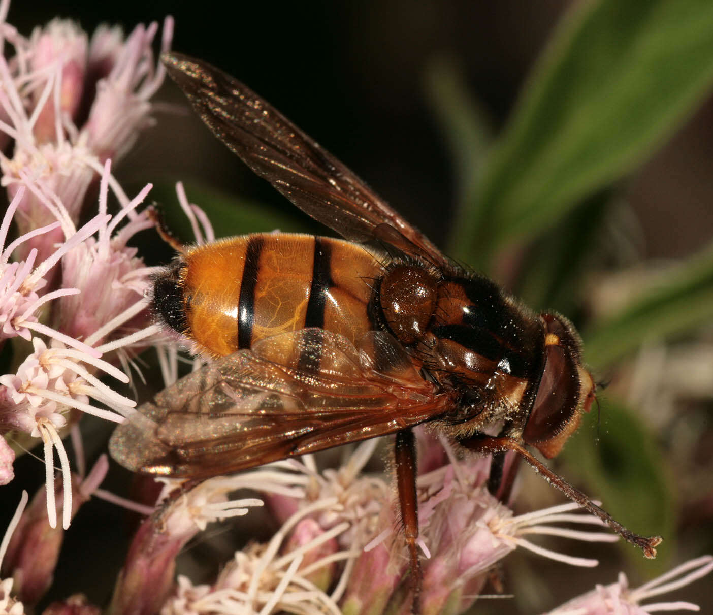 Image of lesser hornet hoverfly