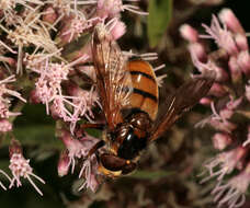 Image of lesser hornet hoverfly