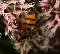 Image of lesser hornet hoverfly