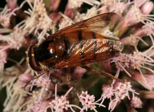 Image of lesser hornet hoverfly