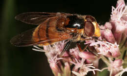 Image of lesser hornet hoverfly