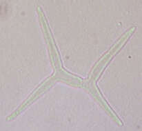 Image de Tricladium angulatum Ingold 1942