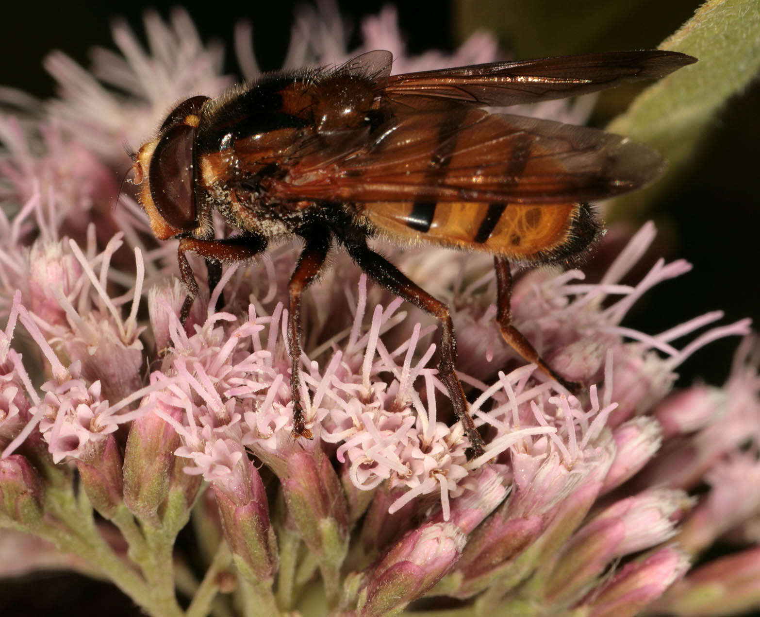 Image of lesser hornet hoverfly