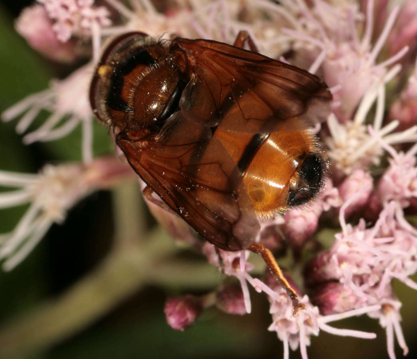 Image of lesser hornet hoverfly