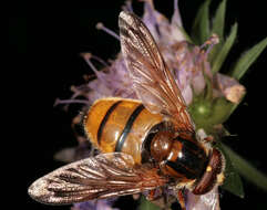 Image of lesser hornet hoverfly