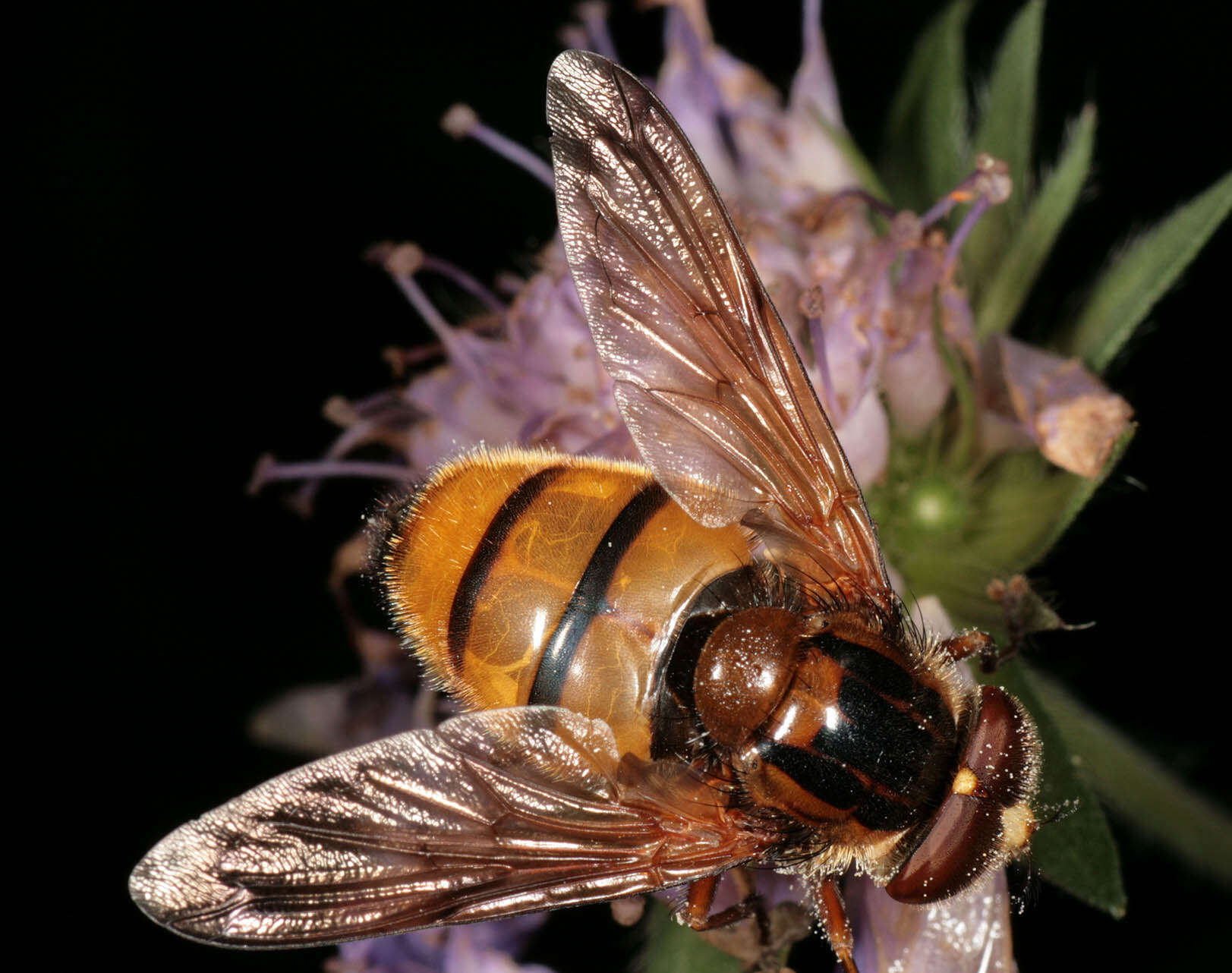 Image of lesser hornet hoverfly