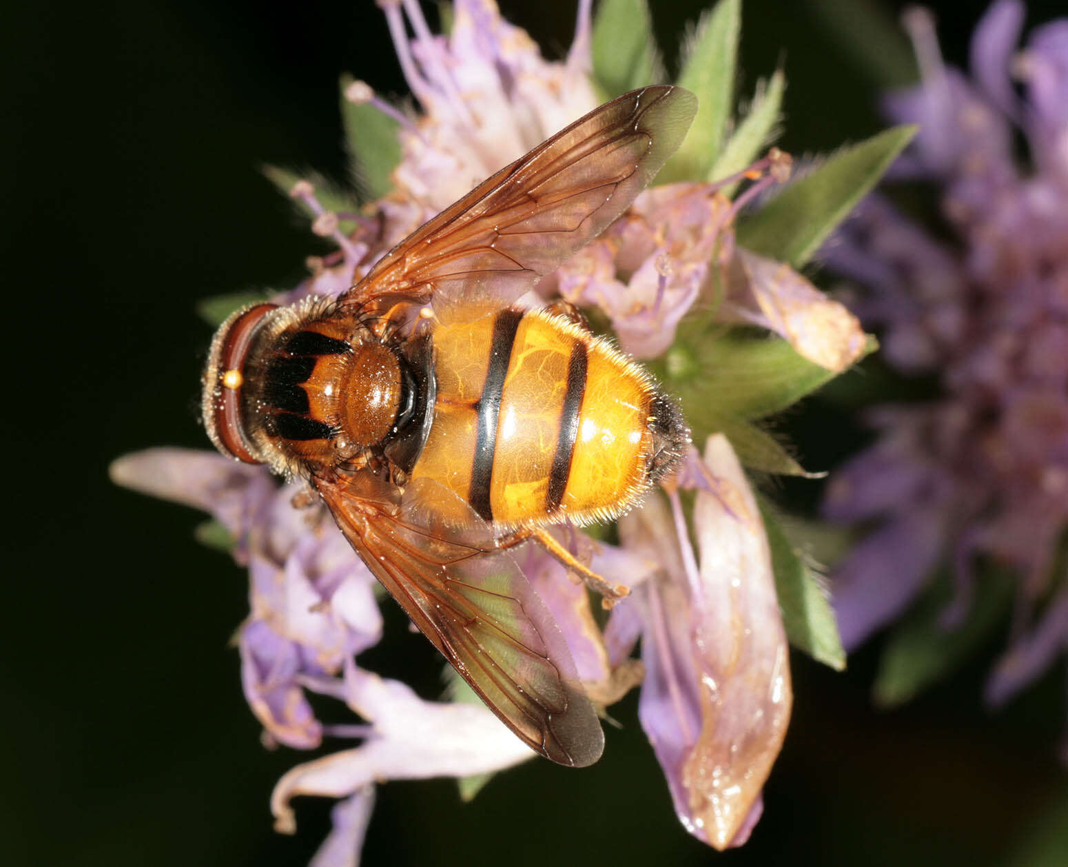 Image of lesser hornet hoverfly