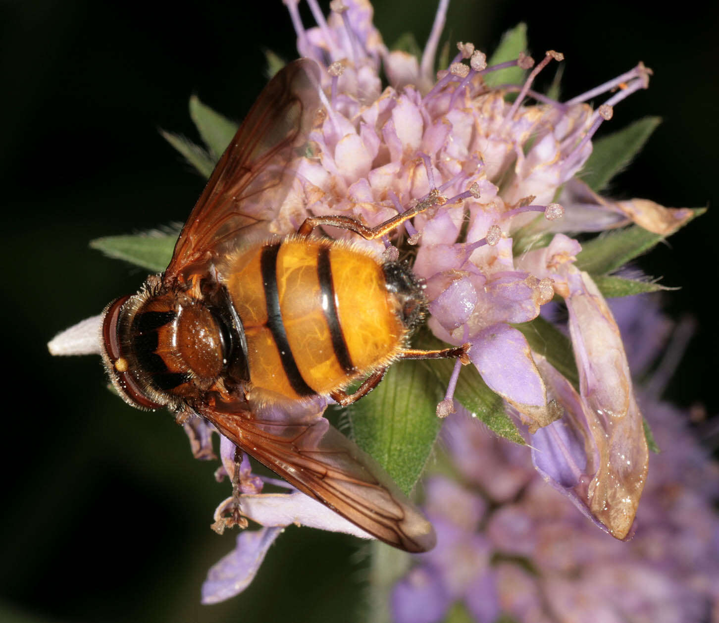 Image of lesser hornet hoverfly