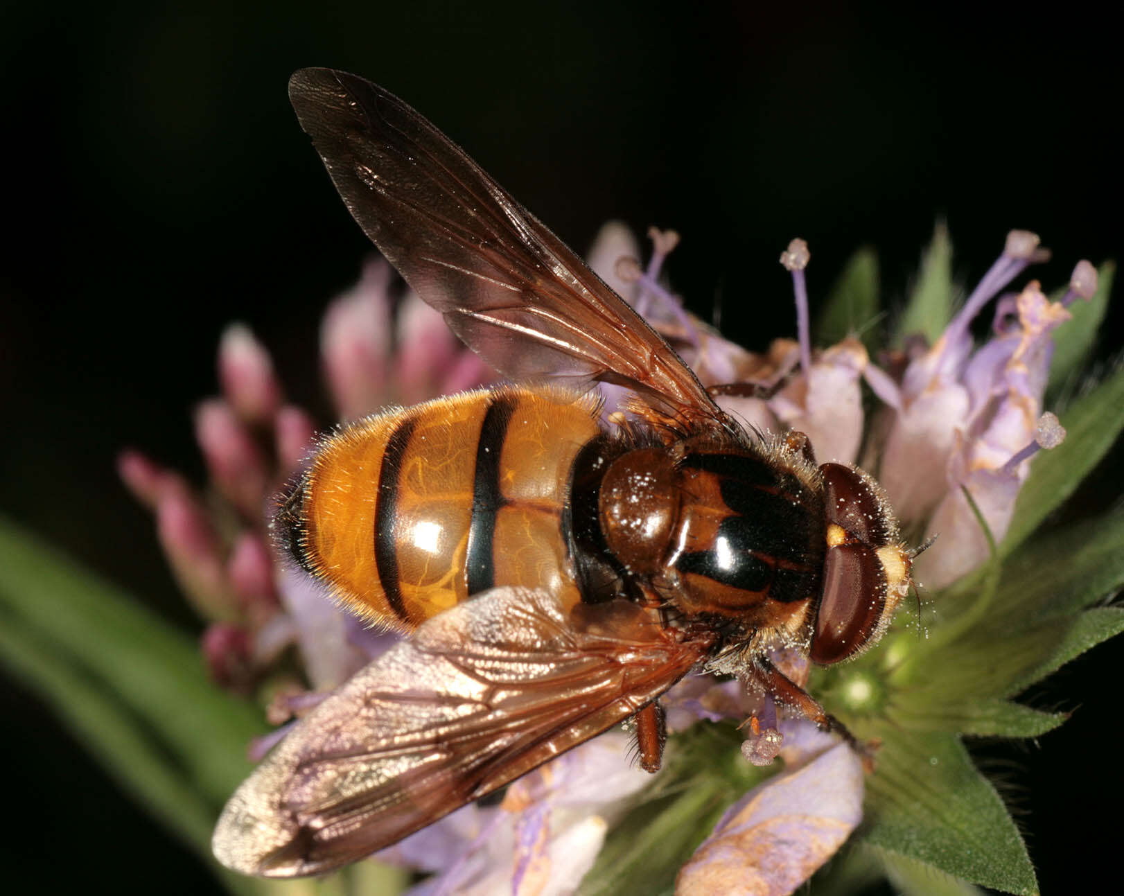 Image of lesser hornet hoverfly