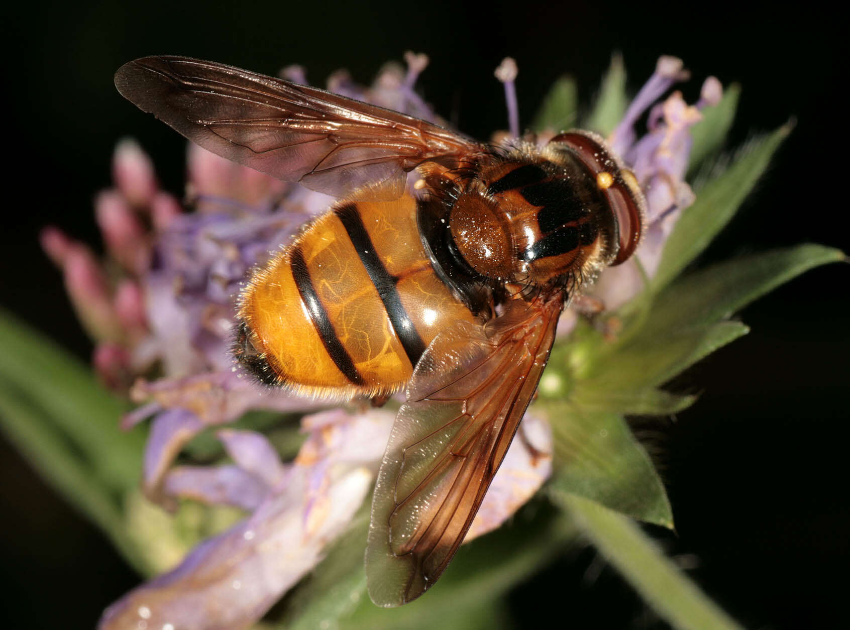 Image of lesser hornet hoverfly