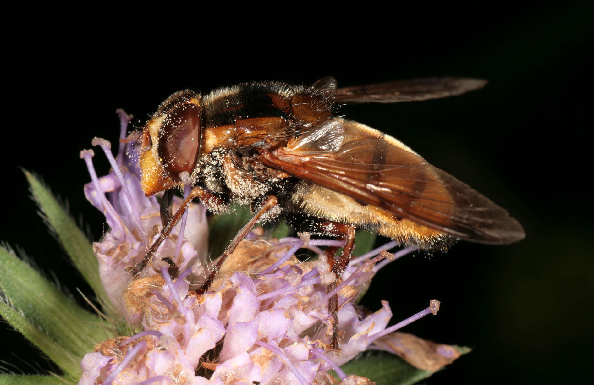 Image of lesser hornet hoverfly