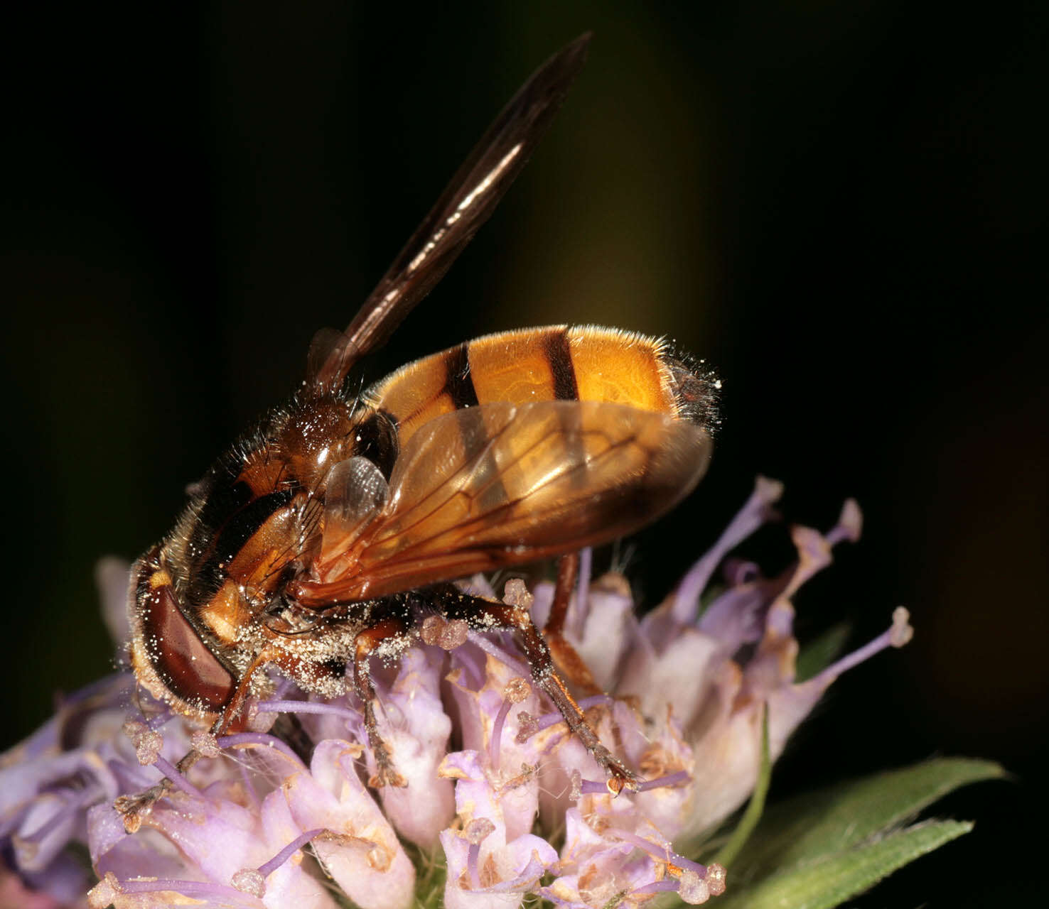 Image of lesser hornet hoverfly