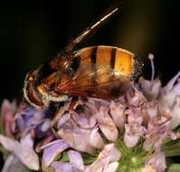 Image of lesser hornet hoverfly