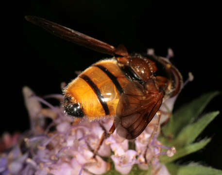 Image of lesser hornet hoverfly