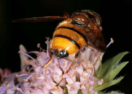 Image of lesser hornet hoverfly