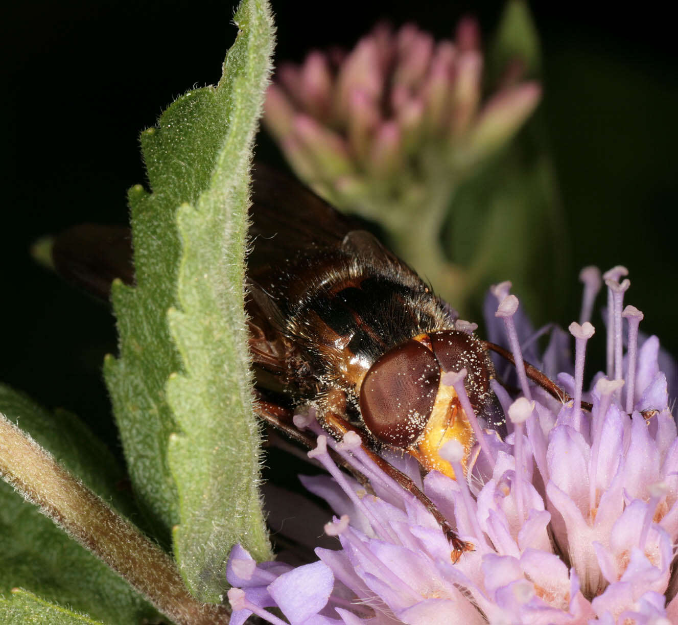 Image of lesser hornet hoverfly