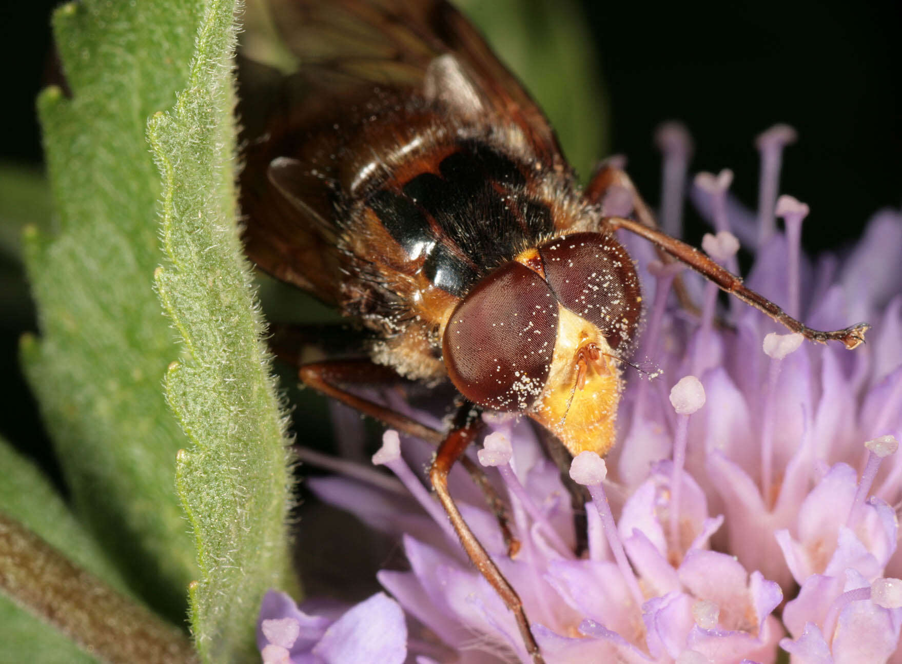 Image of lesser hornet hoverfly