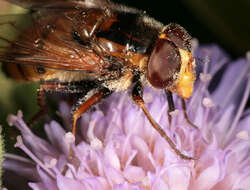 Image of lesser hornet hoverfly