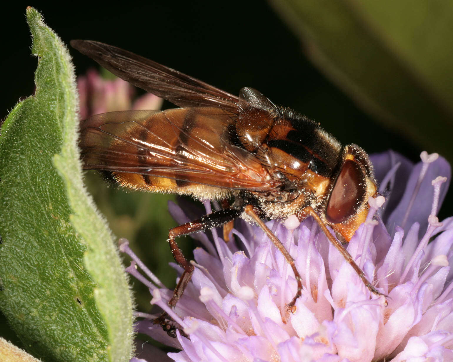 Image of lesser hornet hoverfly