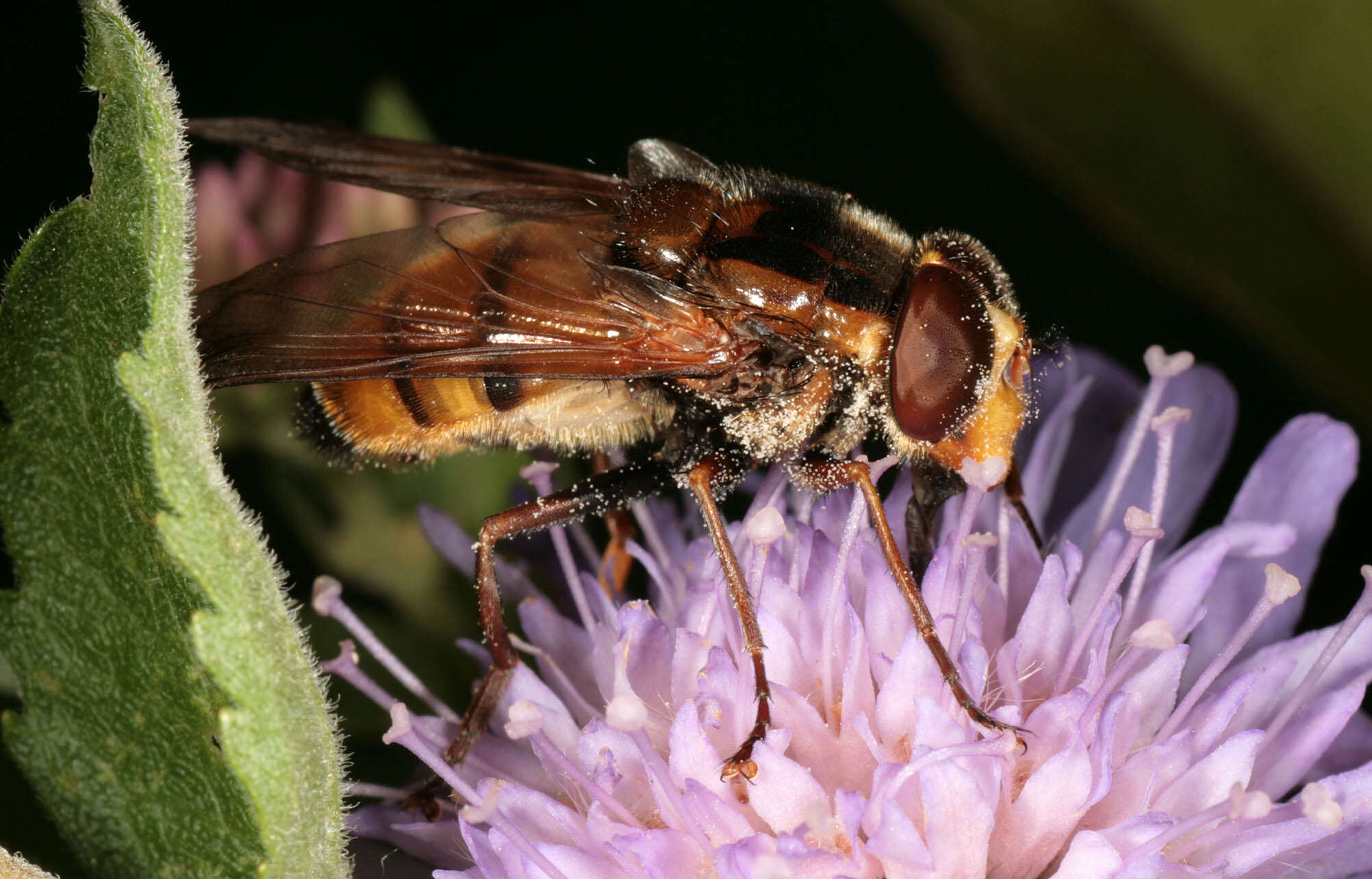 Image of lesser hornet hoverfly