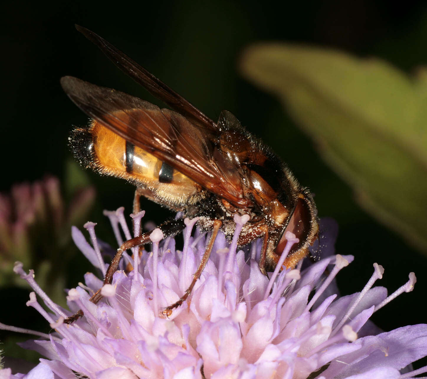 Image of lesser hornet hoverfly