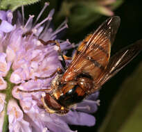 Image of lesser hornet hoverfly