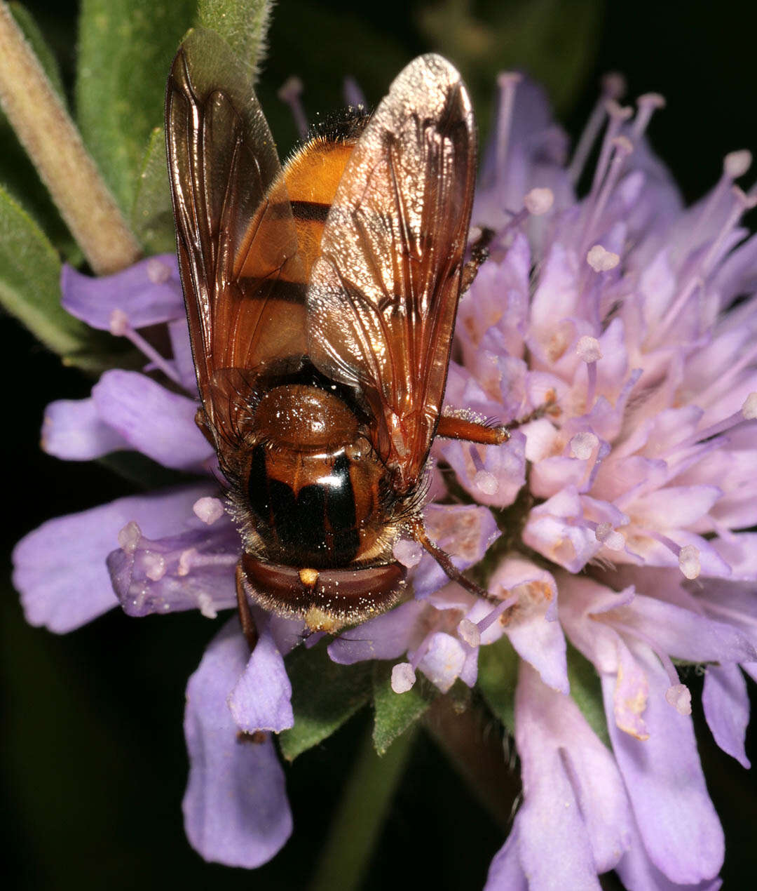 Image of lesser hornet hoverfly