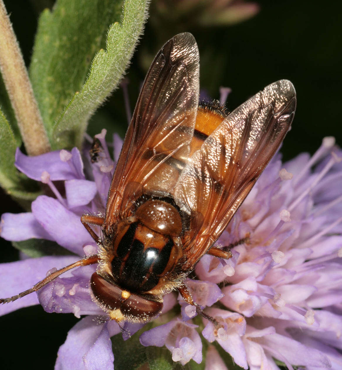 Image of lesser hornet hoverfly