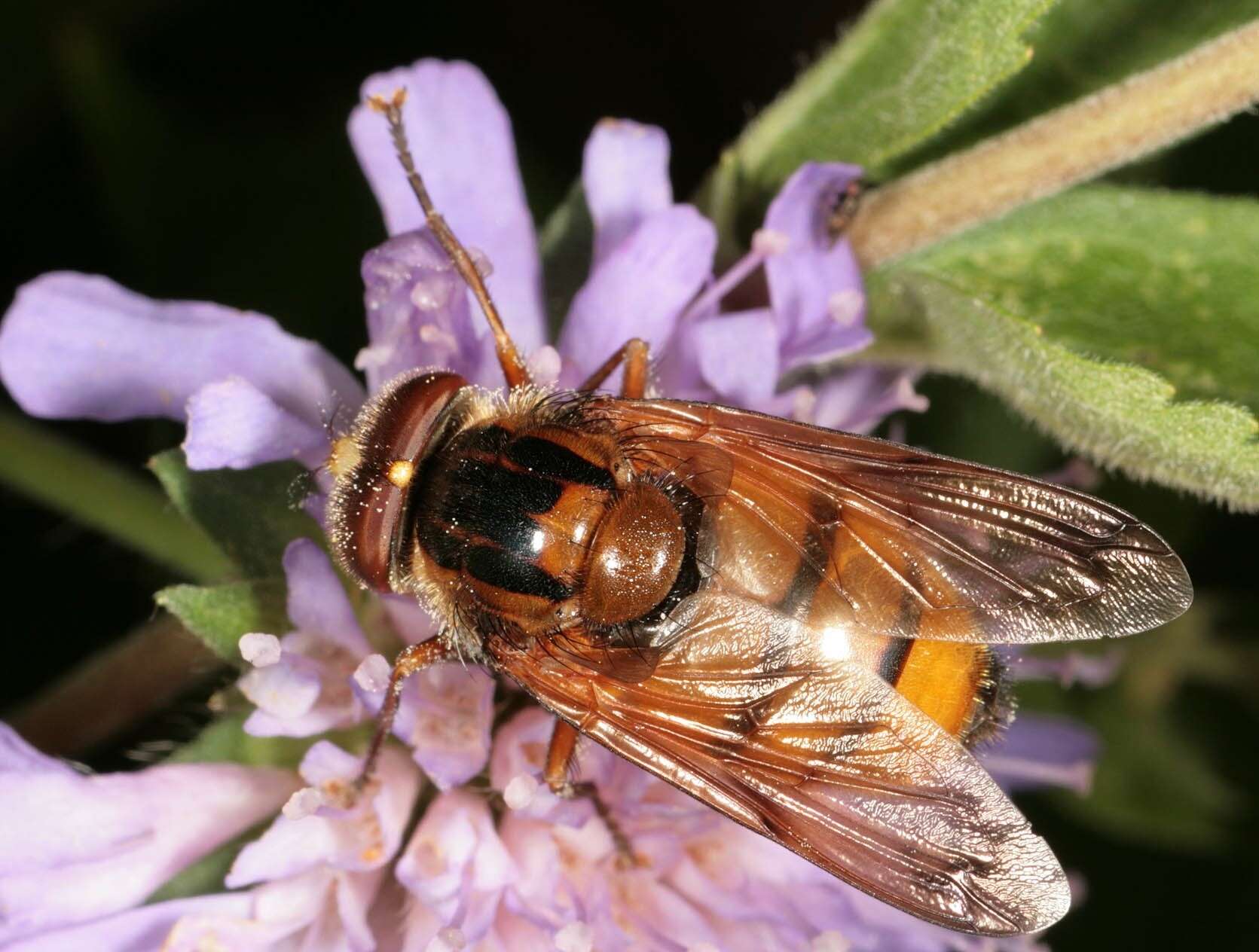 Image of lesser hornet hoverfly