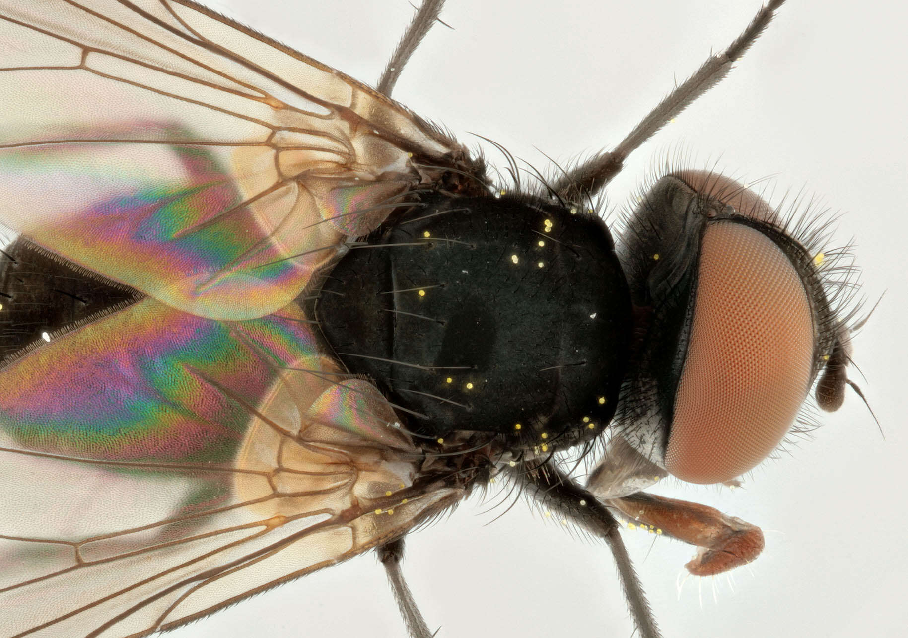 Image of Phasia barbifrons (Girschner 1887)