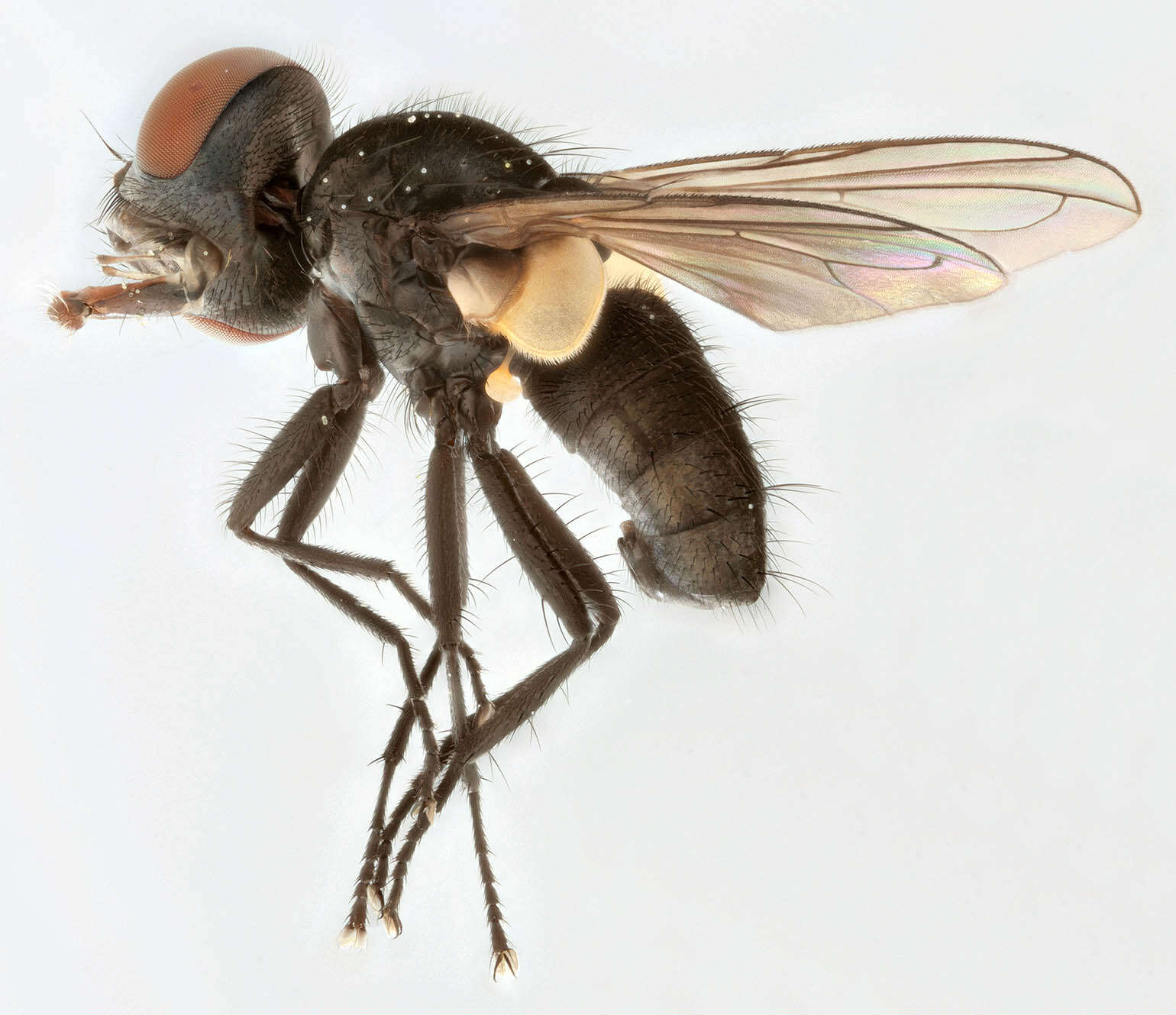 Image of Phasia barbifrons (Girschner 1887)