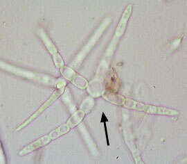 Image of Lemonniera cornuta Ranzoni 1953