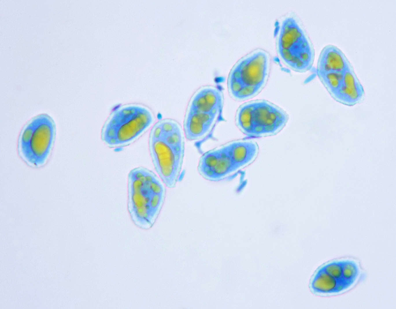 Sivun Cronartium pini (Willd.) Jørst. 1925 kuva