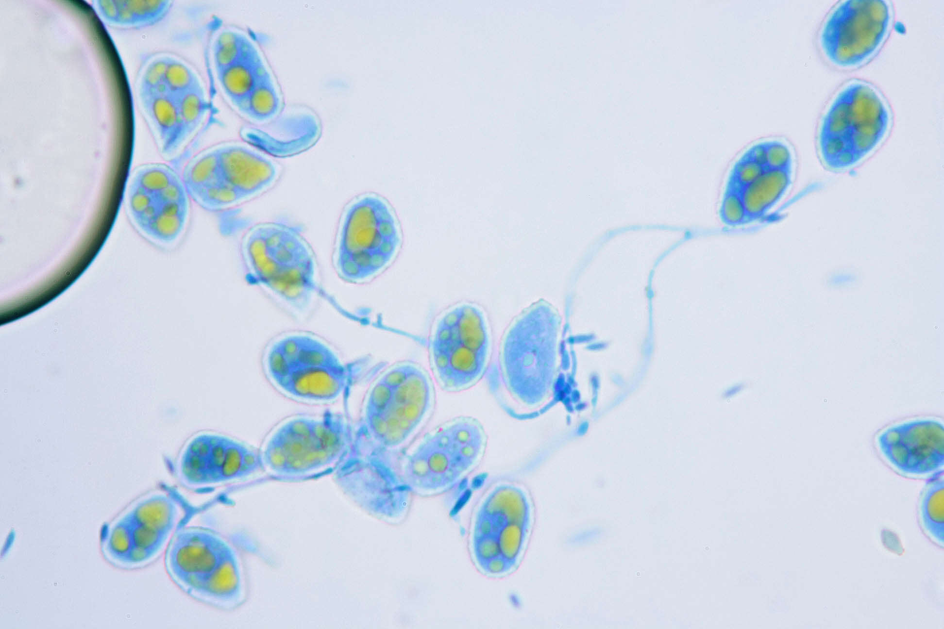 Sivun Cronartium pini (Willd.) Jørst. 1925 kuva