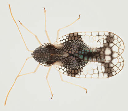 Image of Andromeda Lace Bug