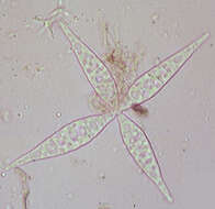 Image of Flabellospora