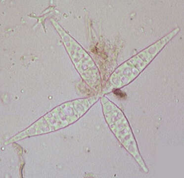 Image of Flabellospora