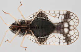 Image of Andromeda Lace Bug