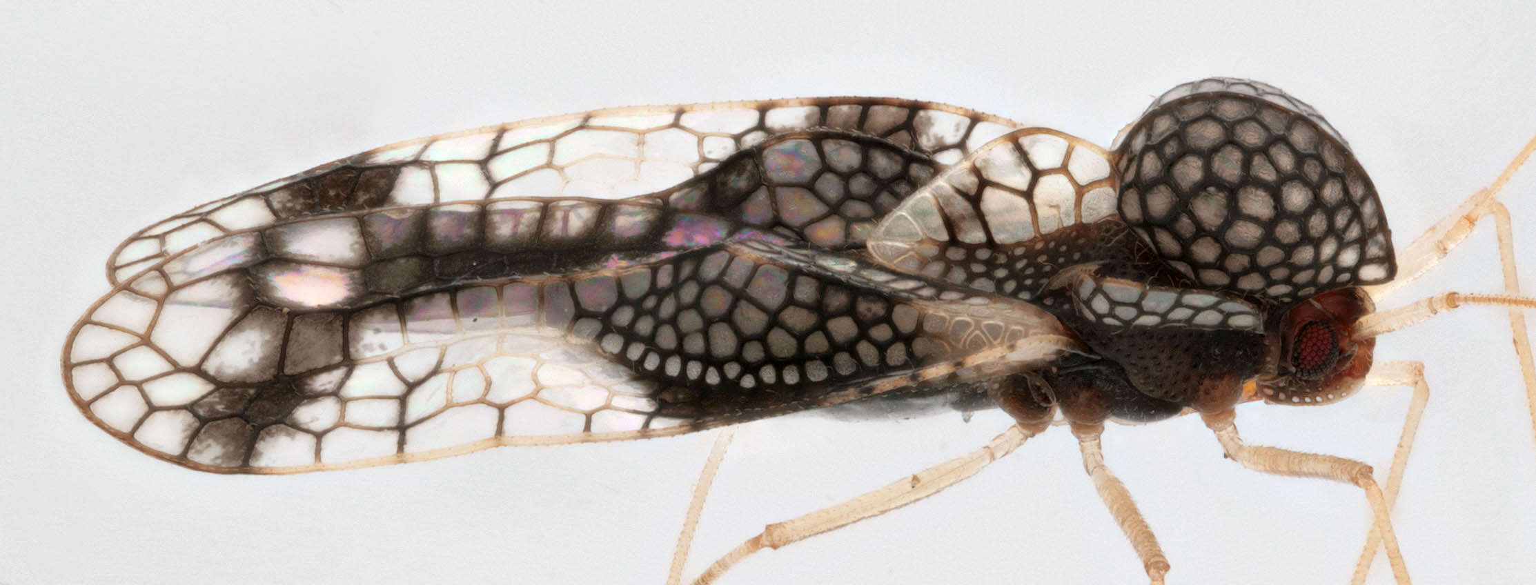 Image of Andromeda Lace Bug