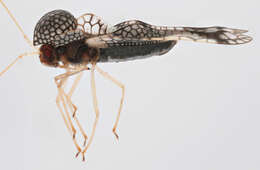 Image of Andromeda Lace Bug