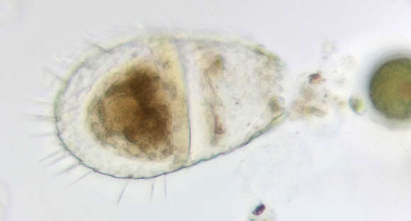 Image of Euglypha compressa